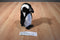 Rinco Black Footed Penguin Plush