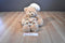 Gund Pumpkin Pie Bear Beanbag Plush