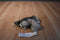 Smithsonian Little Sound Prints Wolf Cub 2005 Plush