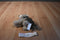 Smithsonian Little Sound Prints Wolf Cub 2005 Plush