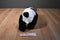 Tb Trading Panda Bear Plush