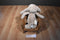 Jellycat Bashful Brown Bunny Beanbag Plush