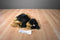 Ty Buddies and Babies Yapper the Yorkshire Terrier 2004 Beanbag Plush