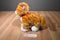 Build Bear Promise Pets Orange and White Tabby Cat 2016 Plush