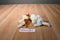 Ty Beanie Babies Sampson Dog and Delilah Cat Beanbag Plush