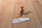 Schleich 2000 Female Australian Kangaroo and Baby Joey