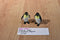 Schleich Two Emperor Penguins 1997