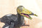 Archaeopteryx Action Toy