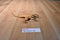 Hasbro 2105 Jurassic World Velociraptor Echo Action Figure