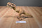 Hasbro 2015 Jurassic World Chomping T-Rex Action Figure