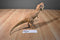Hasbro 2015 Jurassic World Chomping T-Rex Action Figure