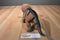 Toys R Us Maidenhead Triceratops Rubber Action Figure