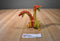 Imperial 2 Headed Rubber Red and Yellow Dragon