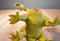 Imperial 2 Headed Rubber Red and Yellow Dragon