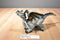 Toys R Us Major Trading Grey Dragon Action Figure