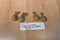 Four Hatching Dinosaur Eggs 2 T-Rex 2 Vlociraptors