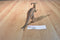 Ankyo Vintage Parasaurolophus Dinosaur Action Figure