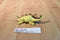 Safai Ltd.The Carnegie Stegosaurus Dinosaur Action Figure
