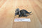 Toy Major Trading 2006 Triceratops Dinosaur Action Figure
