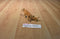 Safari Ltd. Female Siberian Tiger and Schleich 2003 Male Tiger Cub