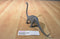 Vintage Chinasaur Brontosaurus Dinosaur Action Figure