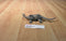 Vintage Chinasaur Brontosaurus Dinosaur Action Figure