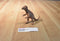 Vintage Chinasaur Pachycepholosaurus Dinosaur Action Figure