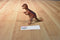 Vintage Chinasaur Dilophosurus Dinosaur Action Figure