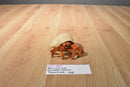 Safari LTD. 2006 Incredible Creatures Hermit Crab