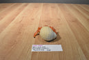 Safari LTD. 2006 Incredible Creatures Hermit Crab
