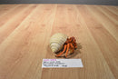 Safari LTD. 2006 Incredible Creatures Hermit Crab