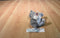 Hasbro Fur Real Newborn Grey and White Kitten 2009