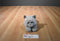 Hasbro FurReal Grey  Kneading Purring Cat 2002