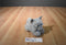Hasbro FurReal Grey  Kneading Purring Cat 2002