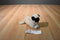 Hasbro FurReal Tan and Black Pug Puppy 2008
