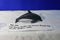 4D Fame Master Sea Animal Dolphin Puzzle