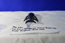 4D Fame Master Sea Animal Humpback Whale Puzzle