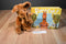 Kohl's Cares Pouch Brown Kangaroo and Joey Beanbag Plush and Pouch Hardcover Book
