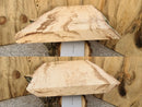 Live Edge Paper Birch Wood Slab - w/curl (