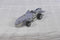 Mattel Hot Wheels Rat Mobile, Sharkruiser, Orange Tiger Car
