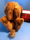 Fiesta Laying Dromedary Camel 2000 Beanbag Plush