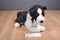 Douglas Chase Border Collie Dog 2013 Beanbag Plush