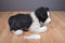 Douglas Chase Border Collie Dog 2013 Beanbag Plush