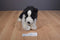 Douglas Chase Border Collie Dog 2013 Beanbag Plush
