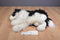 Douglas Chase Border Collie Dog 2013 Beanbag Plush