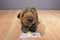 Uncle Milton National Geographic Kids Grizzly Bear 2008 Plush