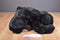 Ty Classic Paws Black Bear 1996 Beanbag Plush