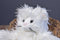 Pottery Barn Kids White Cat 2013 Beanbag Plush