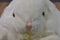 White Easter Bunny with Carrot Feet Plush