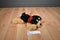Kellytoy Rottweiler Puppy Dog 2016 Plush